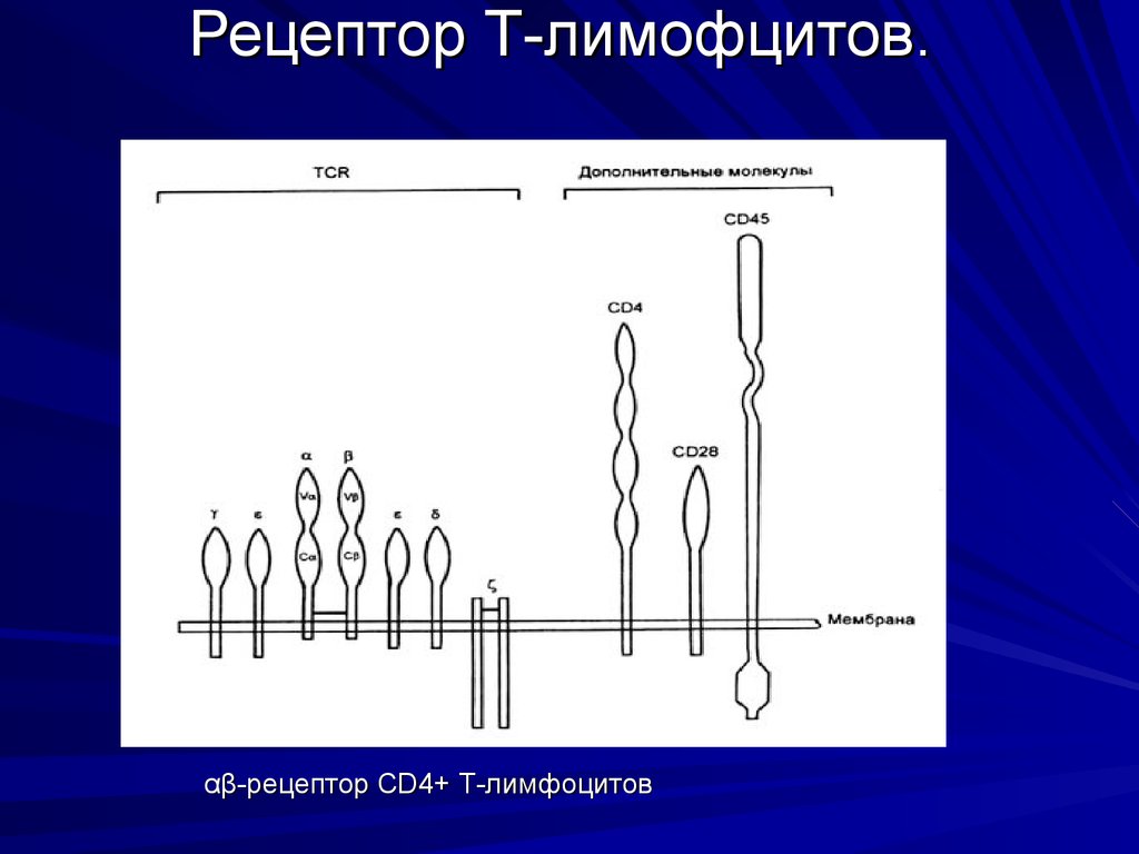 Рецептор Т-лимофцитов.