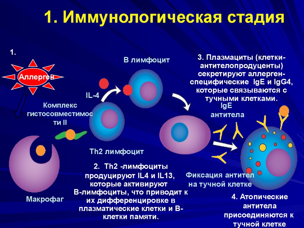 Иммунология аллергический. Иммунологическая стадия аллергической реакции 1 типа механизм. Иммунологическая стадия аллергической реакции схема. Патогенез аллергических реакций стадии аллергии. 2 Тип иммунопатологических реакций механизм.