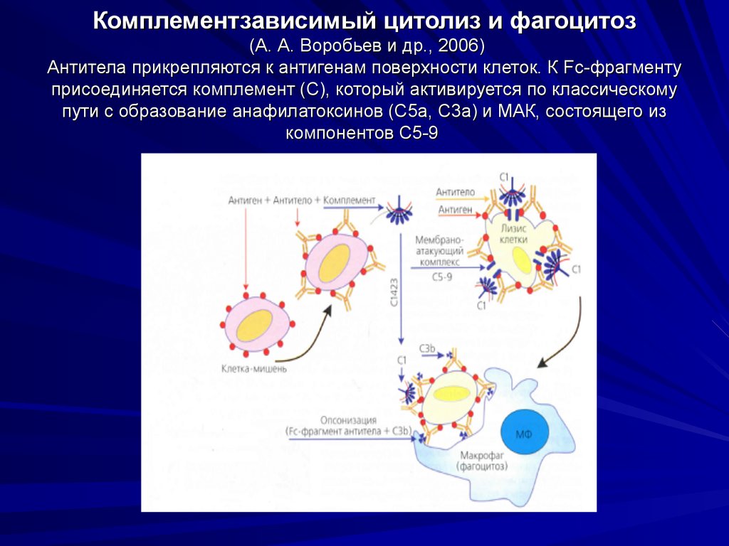 Явление фагоцитоза открыл русский ученый. Комплимент зависимый цитолиз. Комплемент зависимый цитолиз и фагоцитоз. Комплемент зависимый фагоцитоз. Фагоцитоз антигена.