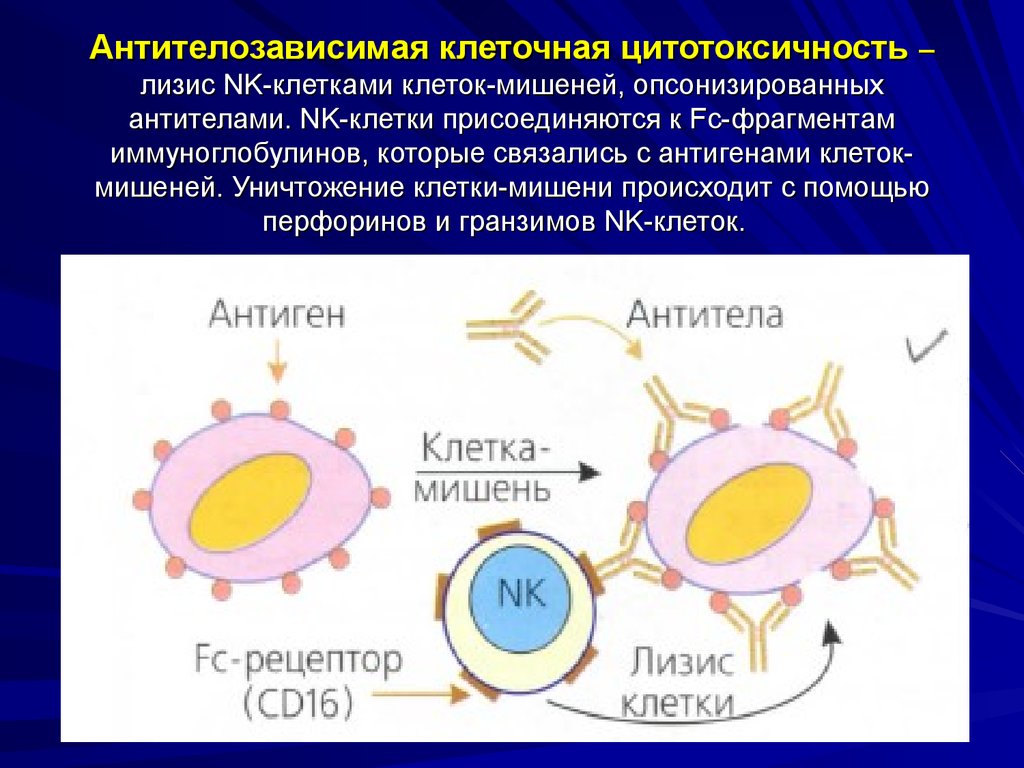Отечность клеток. Механизм цитотоксической реакции. Схема реакции клеточной цитотоксичности. Антител зависимая цитотоксичность. Схема опосредованная антителами цитотоксическая реакция.