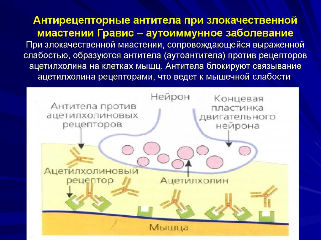 Где образуются антитела