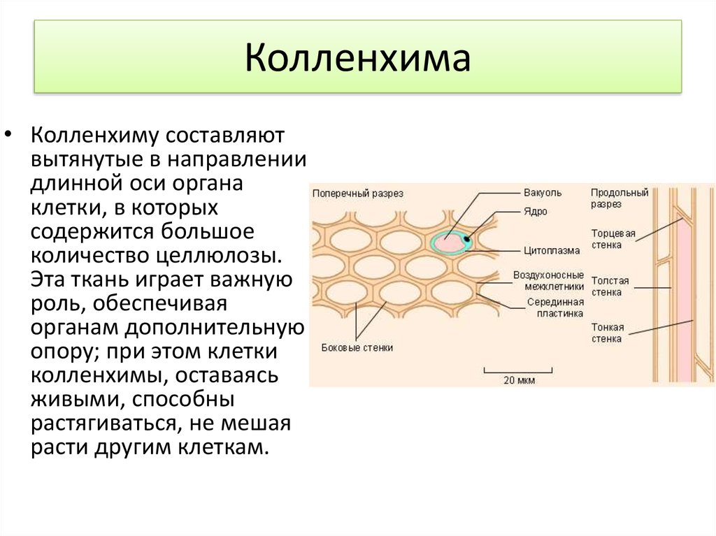 Особенности тканей клетки