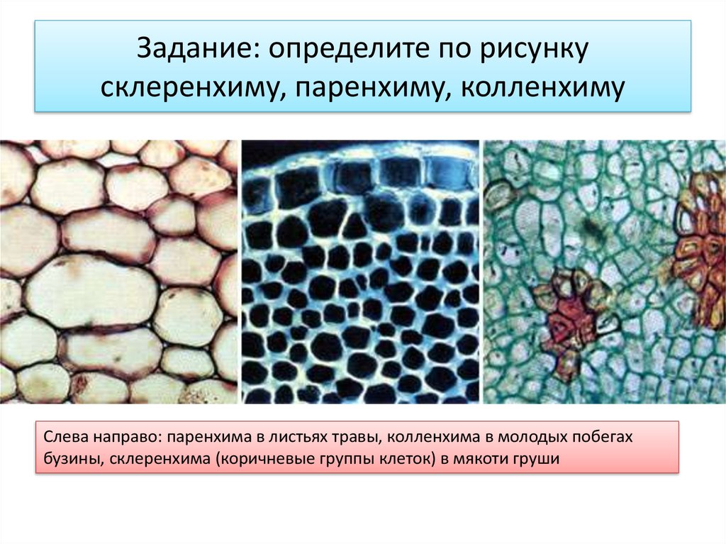 Выполняемые функции механической ткани растений