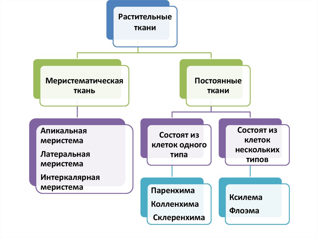 Функции растений. Постоянные ткани. Постоянные растительные ткани. Постоянная ткань. Ткани растений меристема постоянные ткани.