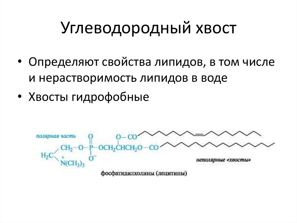 Свойства мембранных липидов. Физические свойства липидов. Углеводородные хвосты липидов. Хвосты фосфолипидов.