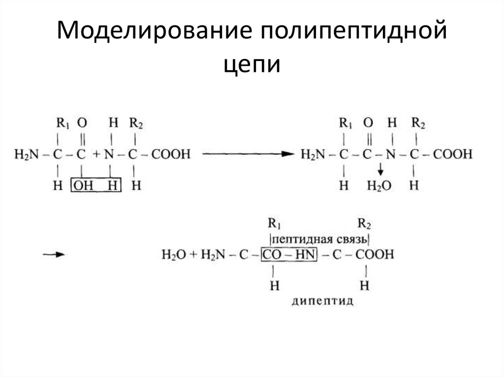 Фрагмент полипептидной цепи