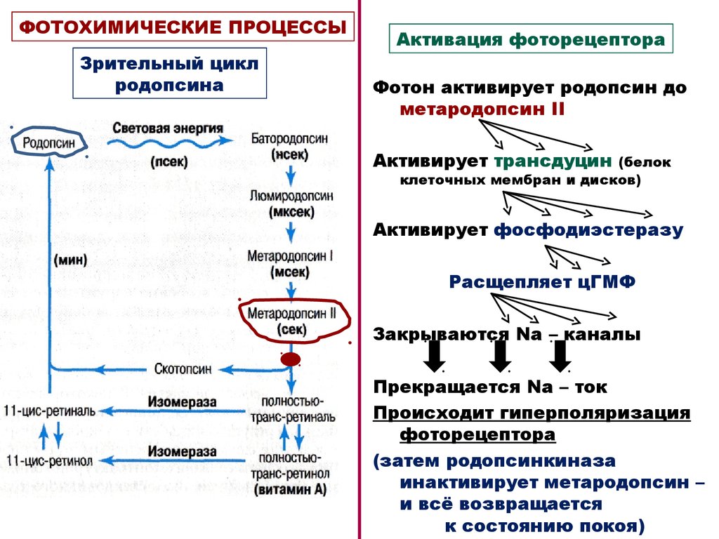 Схему фотохимических процессов возникающих в фоторецепторах при действии света и в условиях темноты