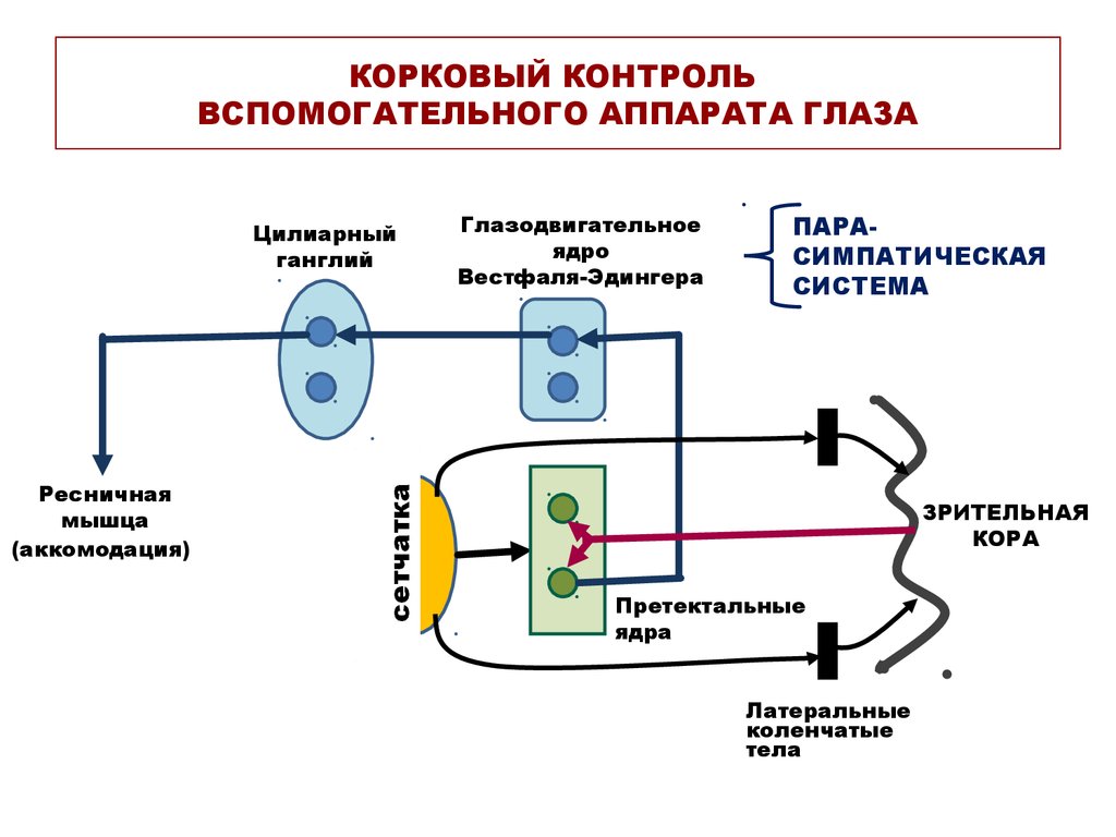 Управление вспомогательным аппаратом зрения. Ядро Эдингера-Вестфаля. Аппараты в сенсорной системе физиология. Управление вспомогательным аппаратом зрения физиология.