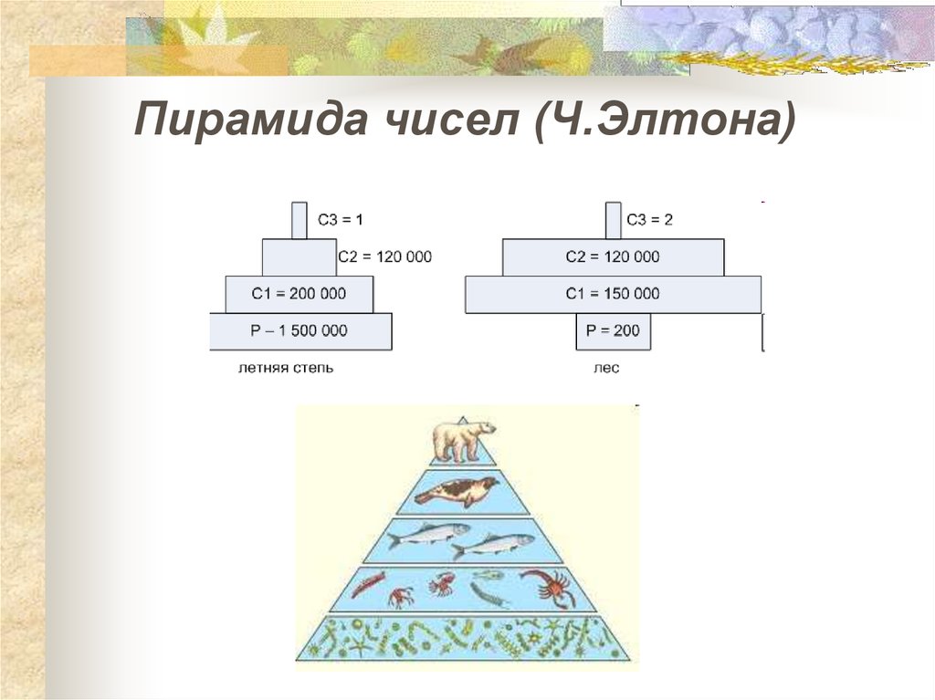 Экологическая пирамида биоценоза. Экологическая пирамида Элтона. Экологическая пирамида биомассы Перевернутая. Пирамида чисел Элтона.