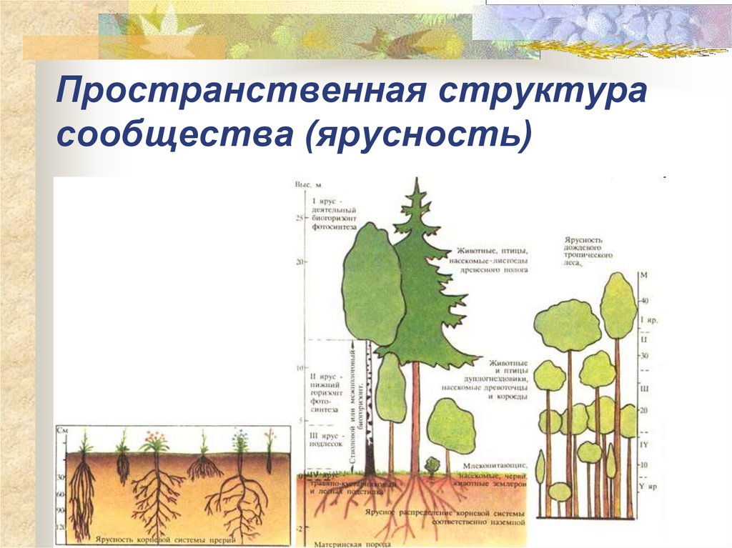 Структура растительного сообщества 7 тест. Вертикальная структура биоценоза ярусность. Ярусность лесного фитоценоза. Подземная ярусность сообществ. Ярусы леса схема.