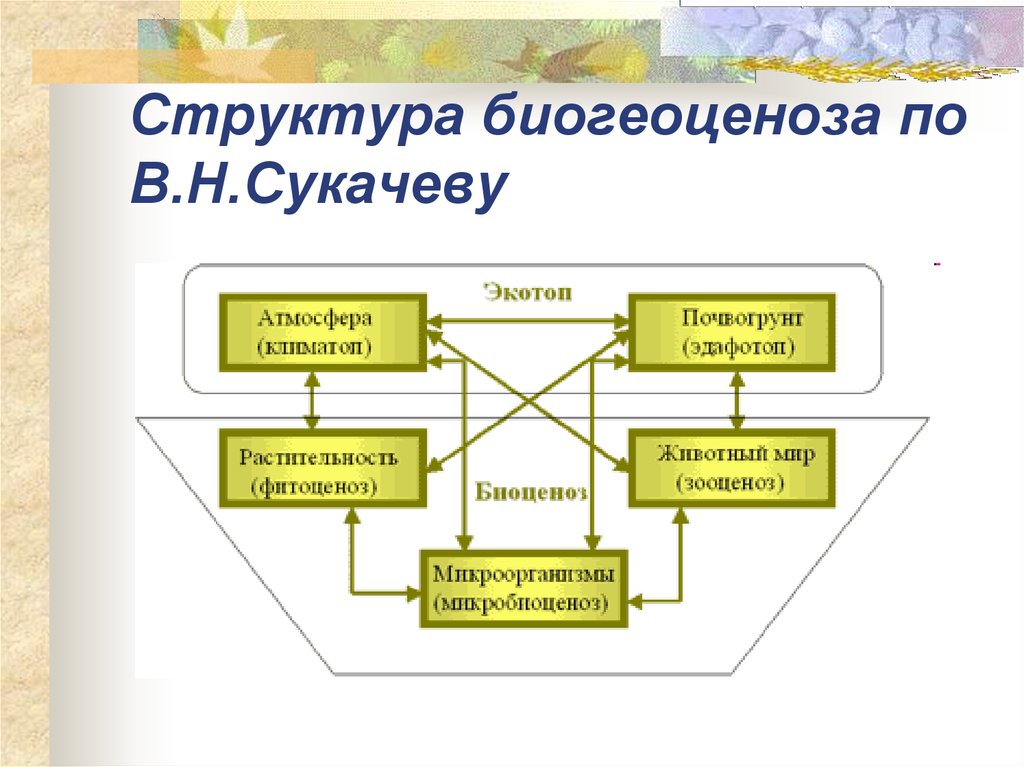 Структура биогеоценоза по В.Н.Сукачеву