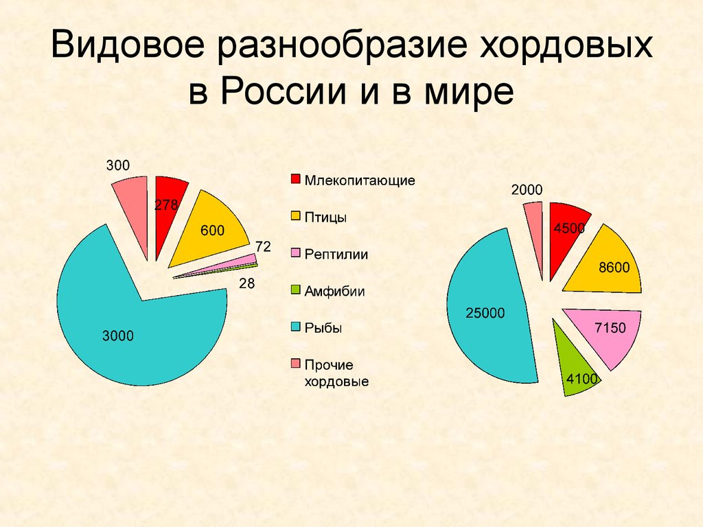 Разнообразие перевод. Видовое разнообразие. Видовое разнообразие России. Многообразие животных диаграмма. Диаграмма разнообразие животных.