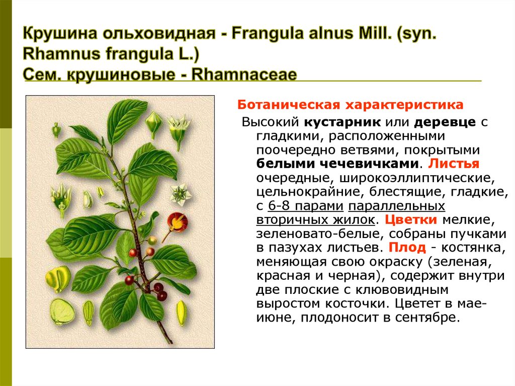 Крушина ольховидная - Frangula alnus Mill. (syn. Rhamnus frangula L.) Сем. крушиновые - Rhamnaceae