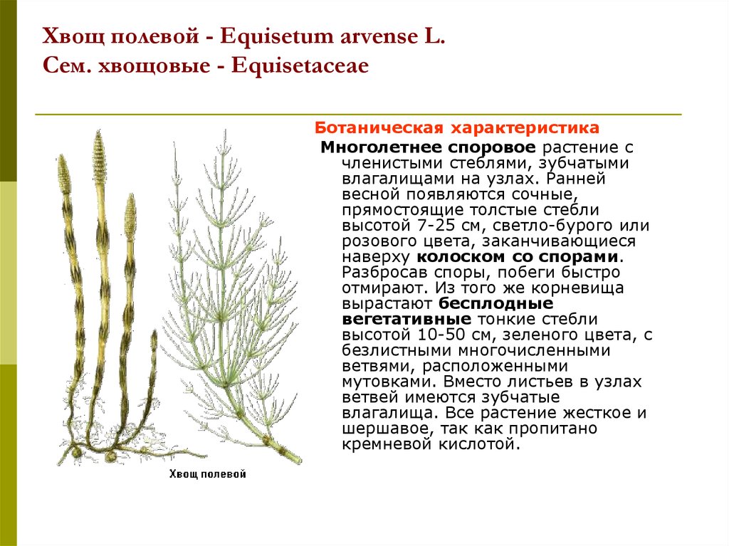 Хвощ полевой - Equisetum arvense L. Сем. хвощовые - Equisetaceae