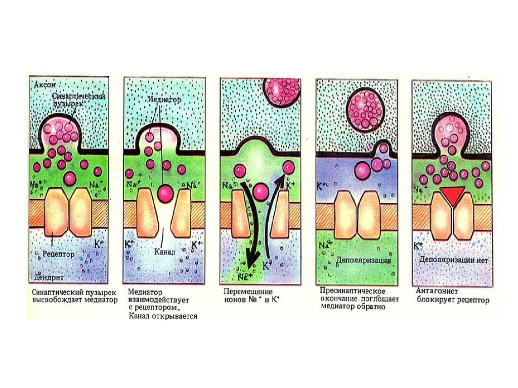Везикулы с нейромедиаторами. Пузырек с нейромедиатором. Рецепторы каналов масляных. Везикулы с медиатором находятся. Слипание медиаторных пузырьков.