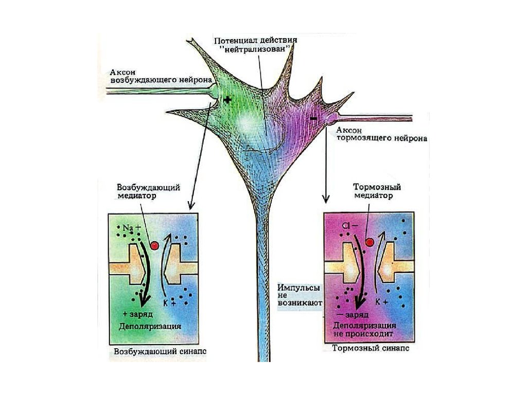 Процесс возбуждения нервных клеток. Строение синапса. Структура тормозных синапсов ЦНС. Функция возбуждающего и тормозящего синапса. Торможение возбуждения в синапсе.