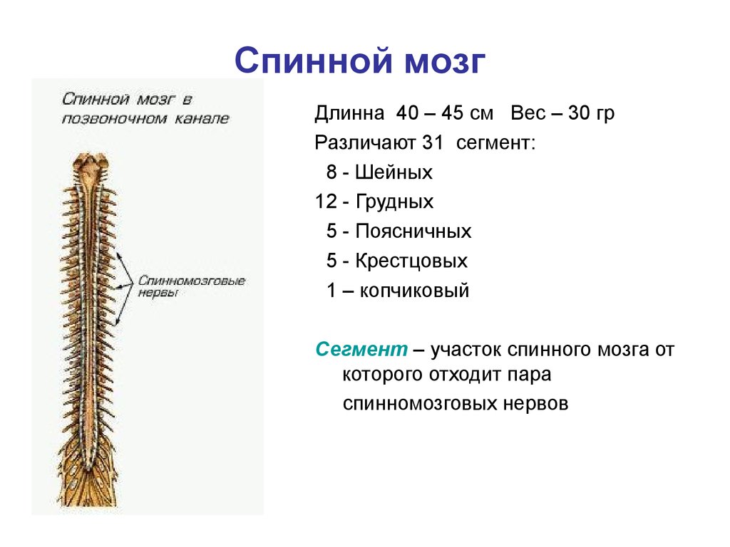 Нервная система 9 класс презентация. Строение нервной системы человека спинной мозг. Нервная система спинной мозг анатомия. Нервная система спинной мозг структура.