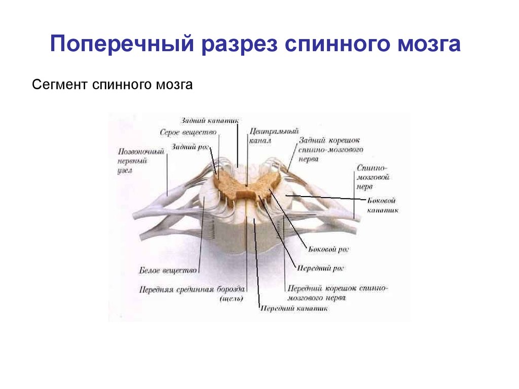 Строение спинного мозга в разрезе рисунок