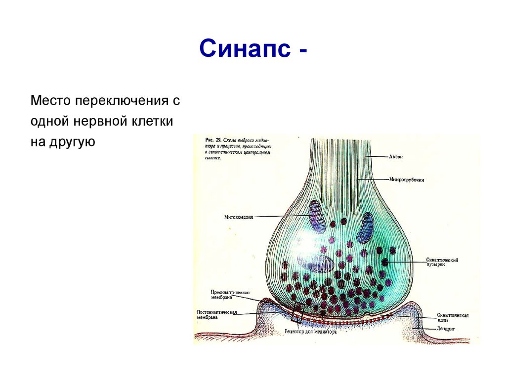 Синапсом называется