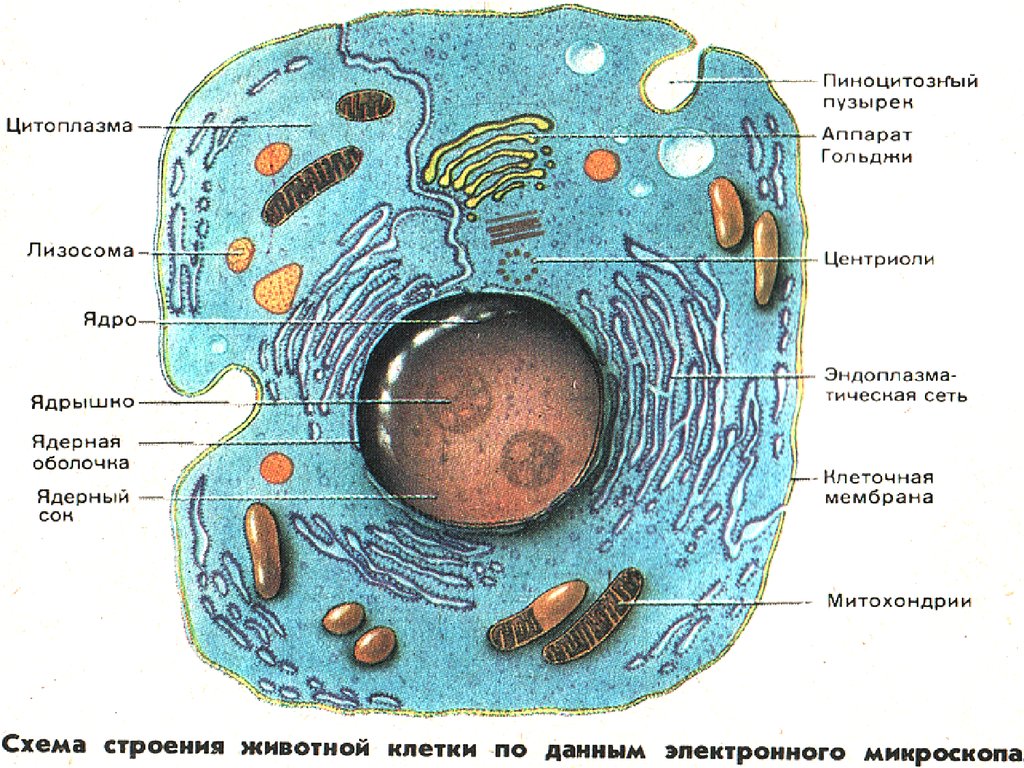 Эукариотическая клетка это. Схема строения эукариотической животной клетки. Схема эукариотической клетки животного. Строение растительное эукариотичесаой клетки. Схема строения эукариотической растительной клетки.