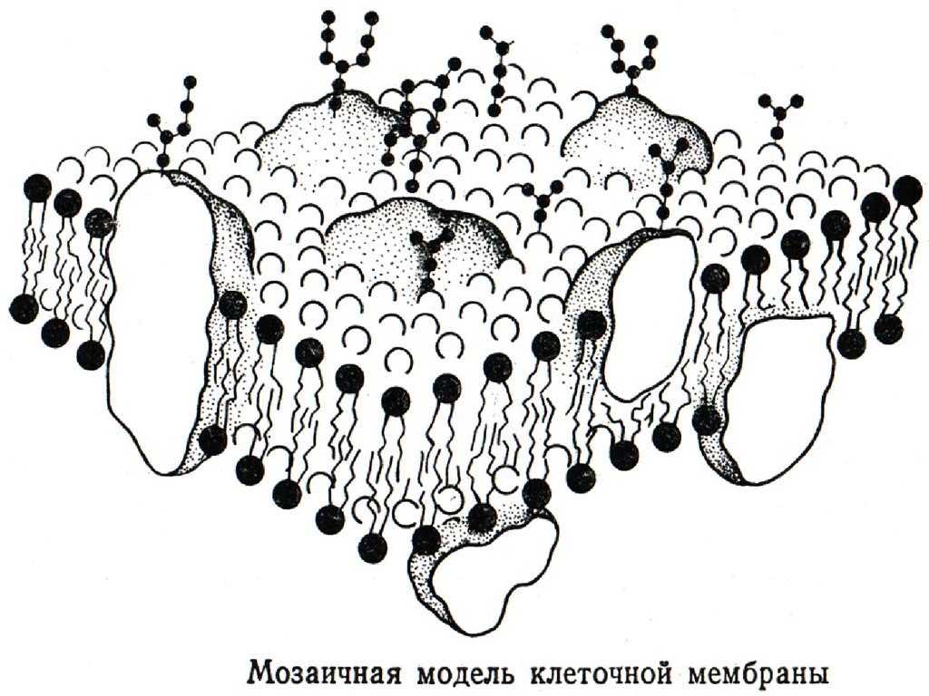 Модель мембраны клетки. Жидкостно мозаичная модель клеточной мембраны. Жидко мозаичная модель плазматической мембраны. Жидкостно-мозаичная модель строения плазматической мембраны. Жидкостно-мозаичная модель мембраны клетки.