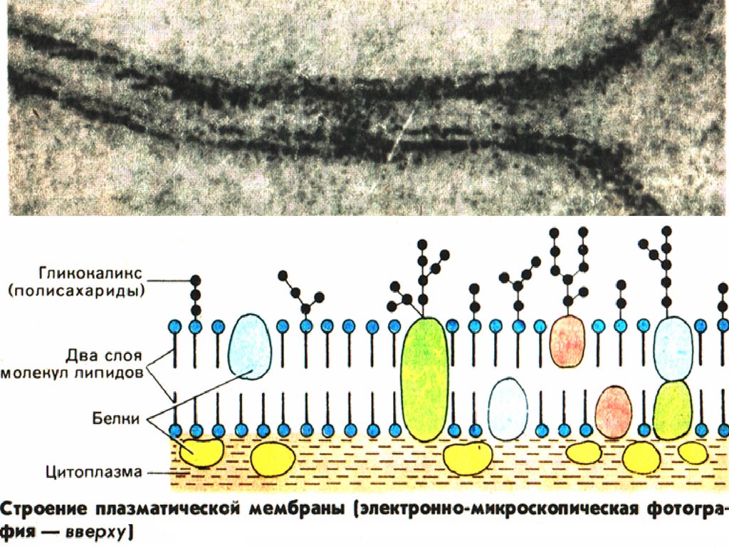Молекулы плазматической мембраны. Плазматическая мембрана гликокаликс. Биологической мембраны гликокаликс. Строение клетки гликокаликс. Строение мембраны гликокаликс.