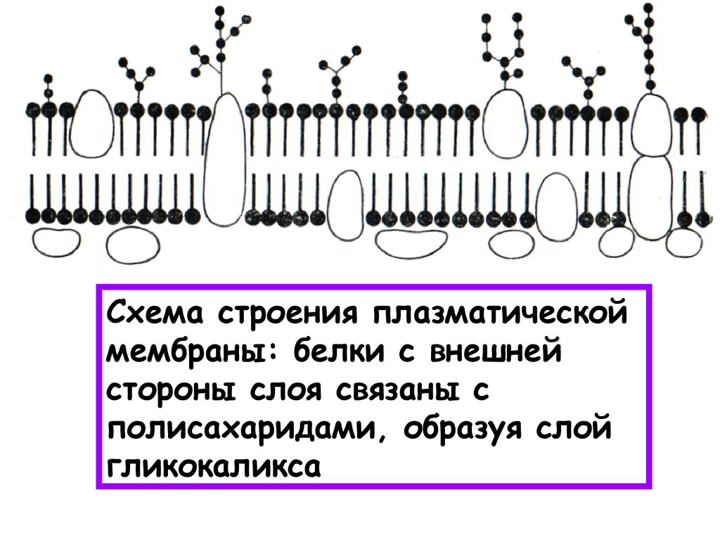 Плазматическая мембрана клетки. Наружная клеточная мембрана схематическое изображение. Схема строения плазматической мембраны клетки. Схема строения цитоплазматической мембраны. Плазматическая мембрана гликокаликс.