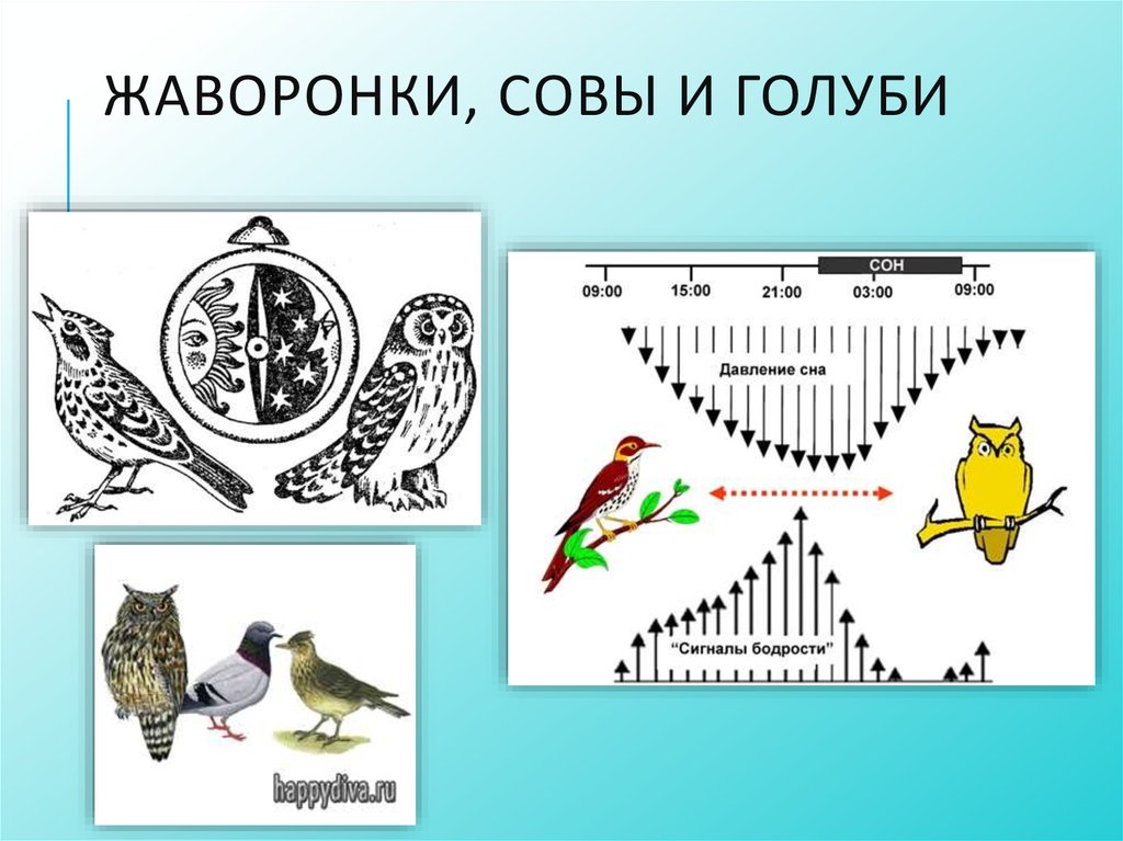 Хронотипы человека проект