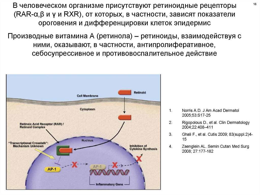 Клеточную локализацию ретиноидных рецепторов