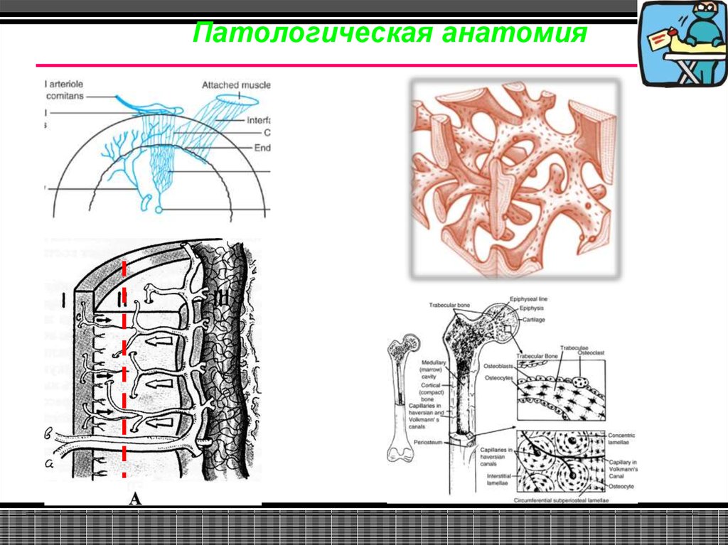 Патанатомия в схемах и таблицах благодаров