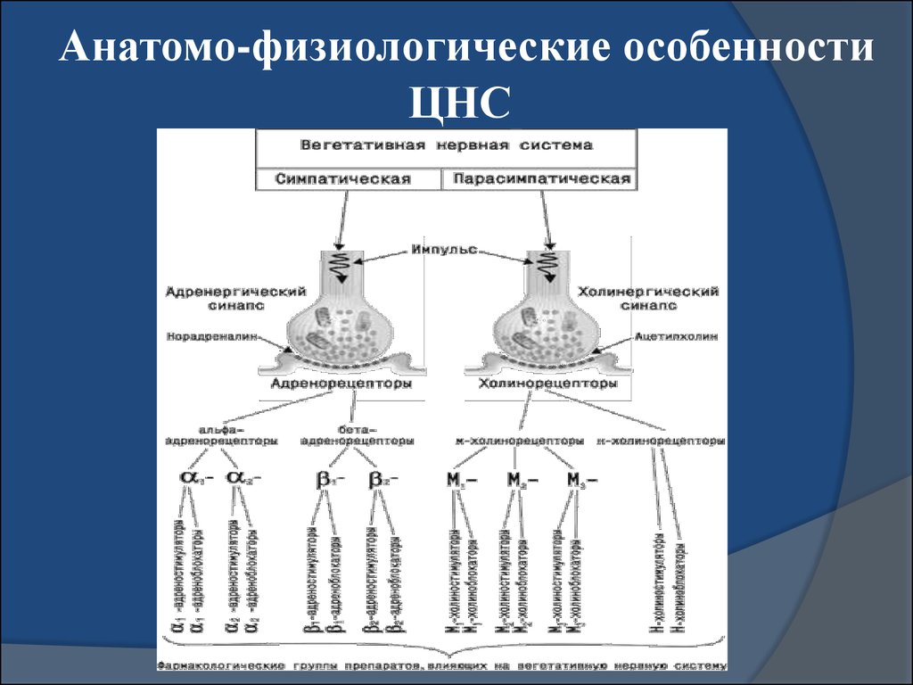 Презентация анатомо физиологические особенности нервной системы у детей