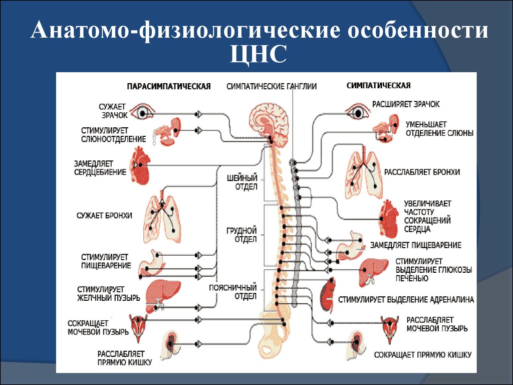 Парасимпатическая слюна. Парасимпатическая нервная система схема. Симпатическая и парасимпатическая нервная система. Анатомия, физиология, функции вегетативной нервной системы. Парасимпатическая вегетативная нервная система.