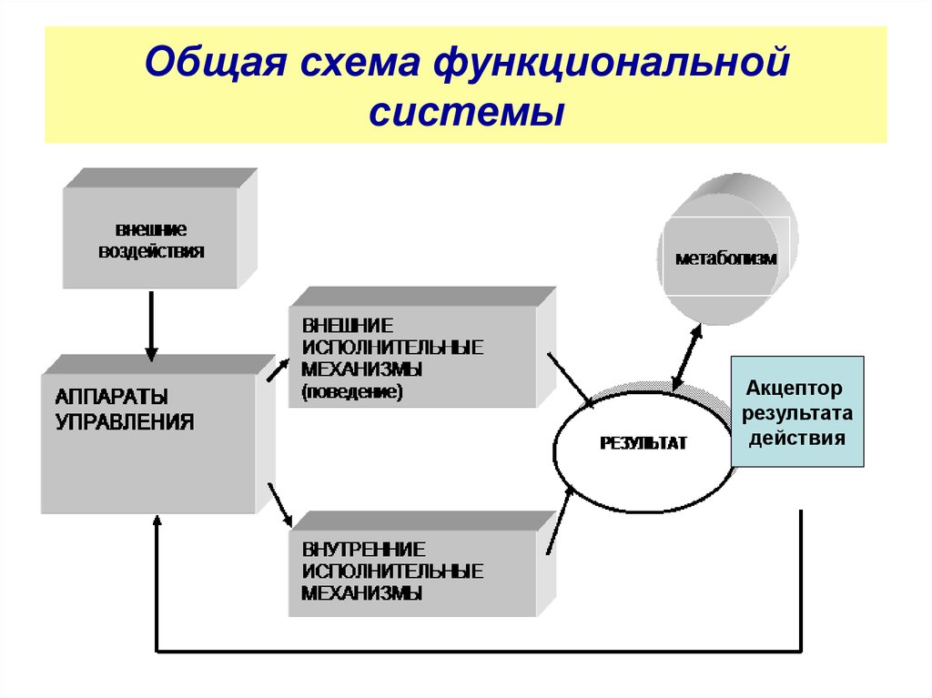 Что понимают под функциональной системой приведите примеры