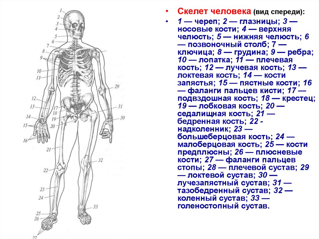 Остов человека 6 букв