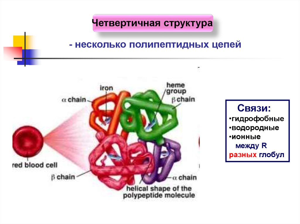 Белки соединение в цепи. Четвертичная структура белка строение. Связи в четвертичной структуре белка биохимия. Четвертичная структура белка химические связи. Четвертичная белковая структура.
