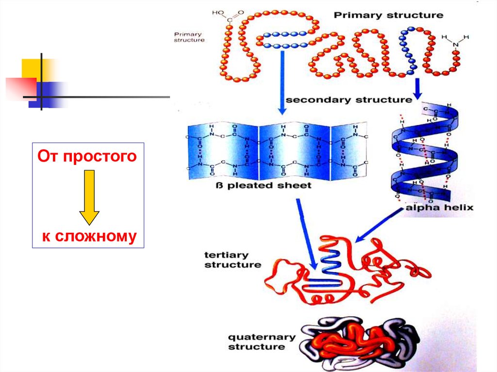 Структура белка тест. Строение сложных белков. Первичная структура белка. Альфа структура белка. Доменная структура белков.