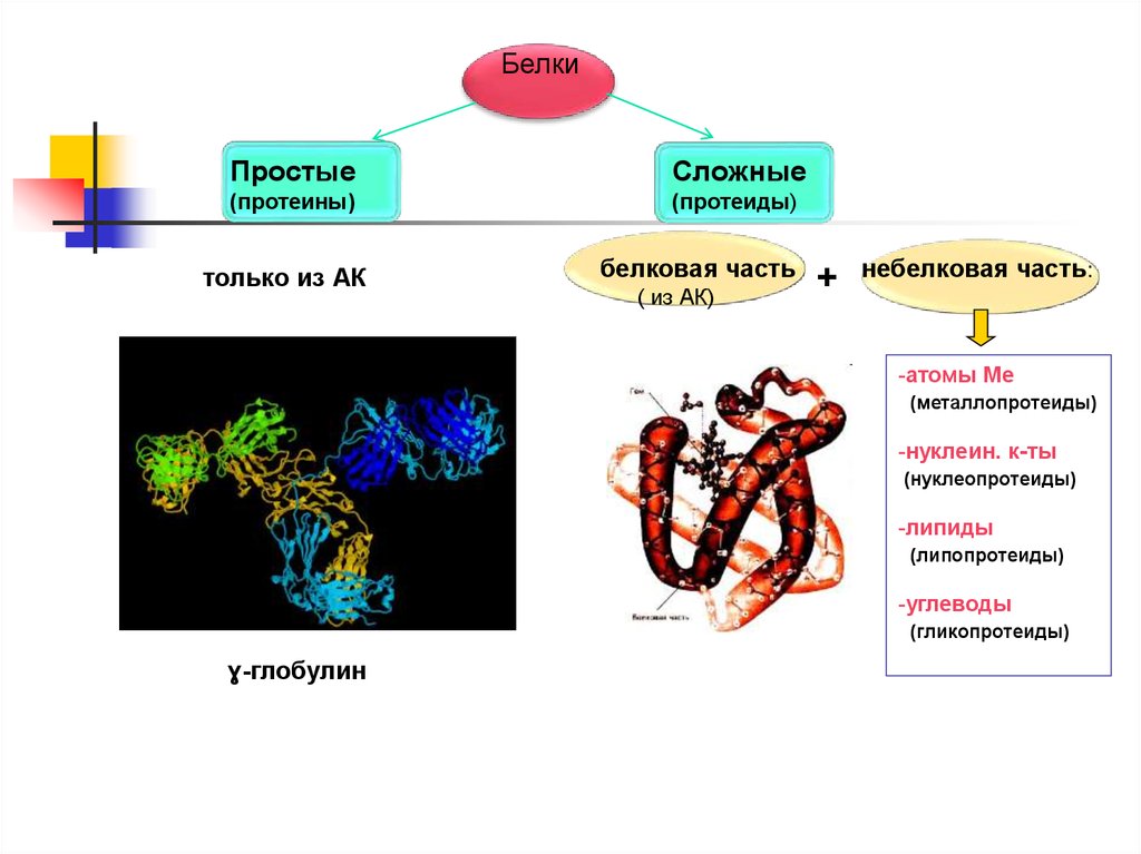 Сложный белок. Сложные белки протеиды. Простые белки протеины. Строение простых и сложных белков. Строение простых белков протеинов.