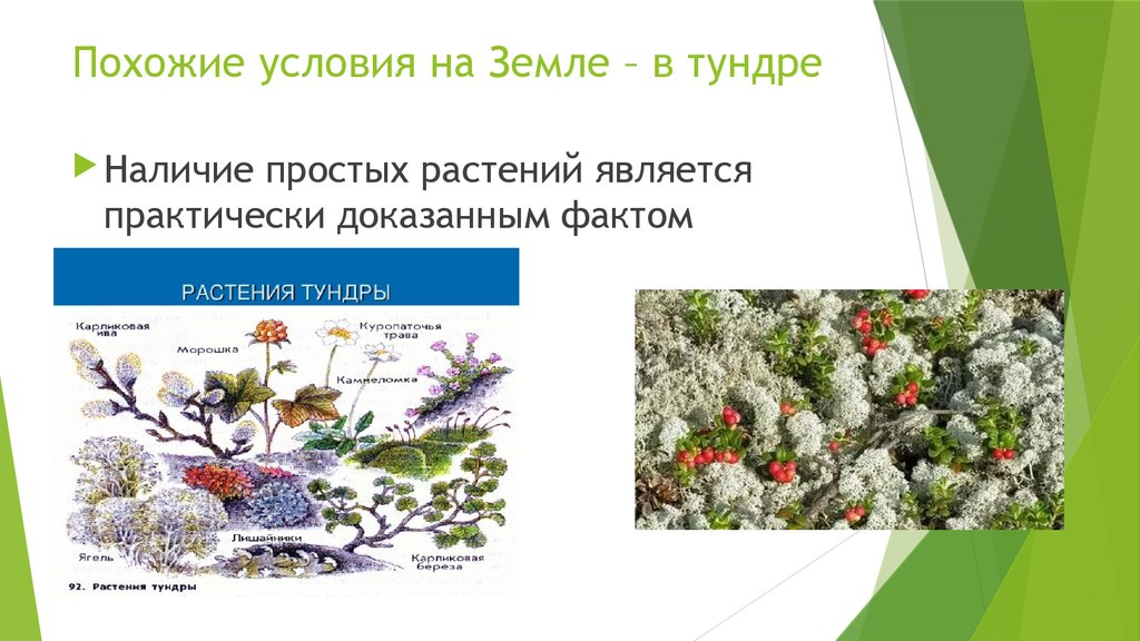 Адаптации растений к тундре. Жизненные формы тундры. Приспособления растений в тундре. Форма растений тундры. Адаптация растений к условиям тундры.