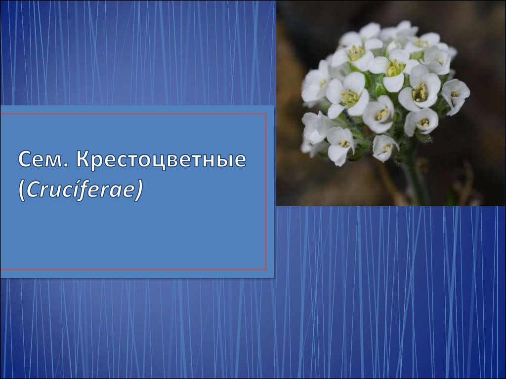 Семейство крестоцветных презентация