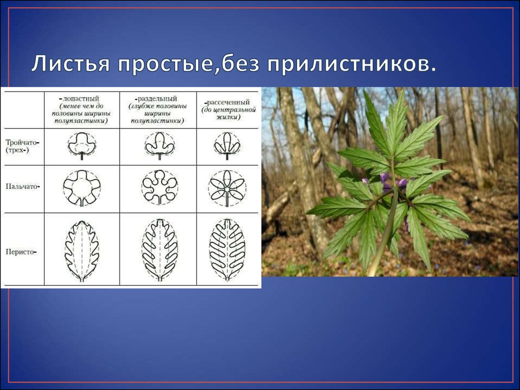 Для листьев характерны. Форма листовой пластинки крестоцветных. Жилкование листа крестоцветных растений. Семейство крестоцветные жилкование листьев. Пальчато рассеченный лист.