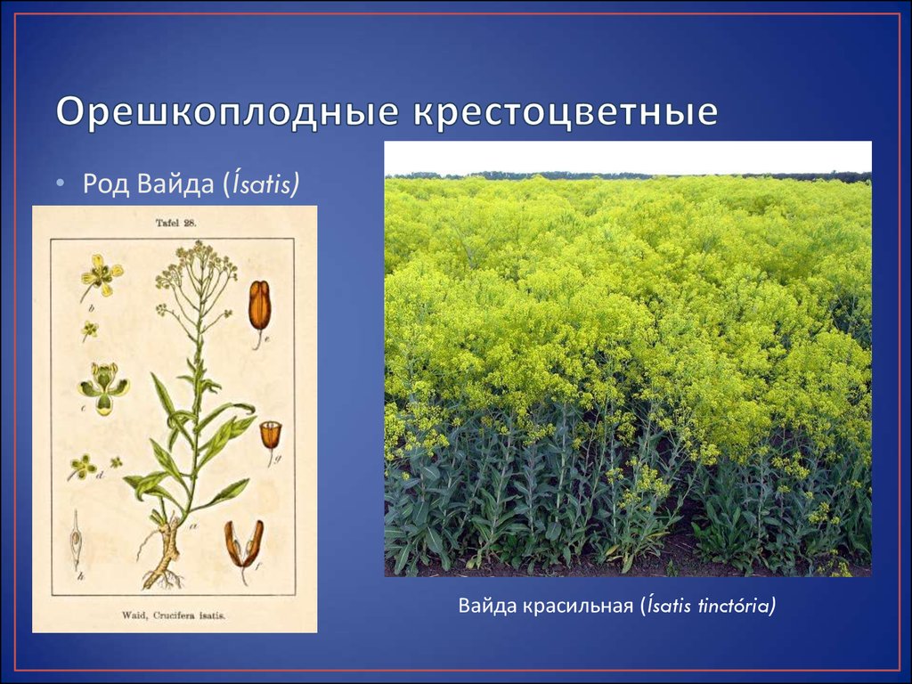 Однолетнее овощное растение семейства крестоцветных