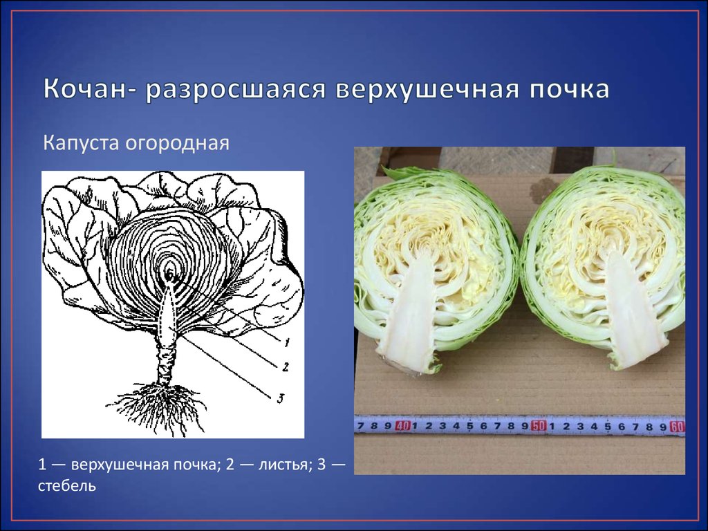 Плод капусты называется. Видоизменения побегов кочан капусты. Видоизмененные надземные побеги кочан. Строение стебля белокочанной капусты. Строение листа капусты белокочанной.