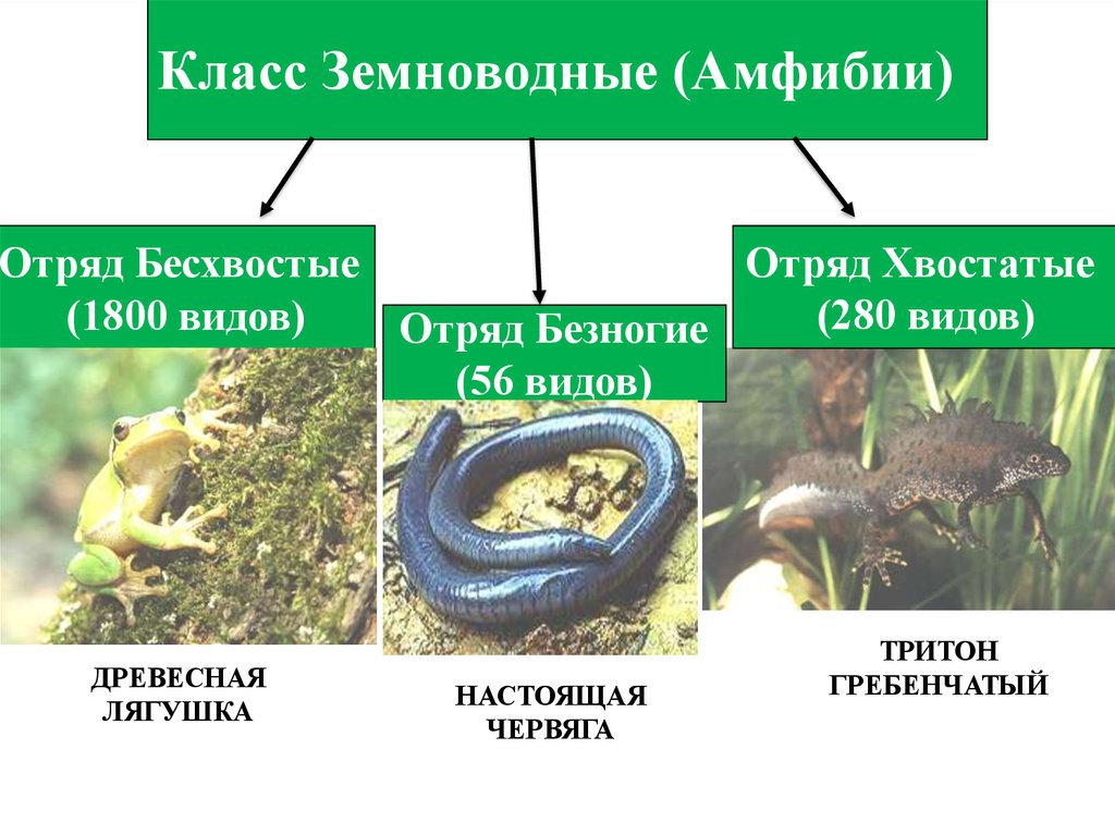 Заполните схему класс земноводные