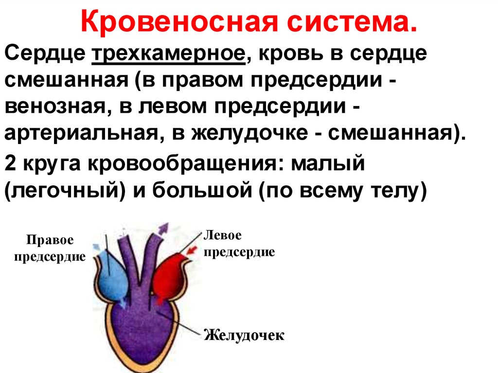 Смешанная кровь у рептилий. Трехкамерное сердце у земноводных. Кровеносная система земноводных сердце. Сердце амфибий трехкамерное. Трёхкамерное сердце строение.