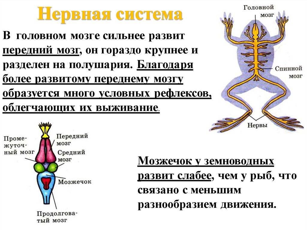 Развитие мозжечка у земноводных. Строение нервной системы земноводных. Строение нервной системы лягушки 7 класс. Функции нервной системы лягушки. Нервная система лягушки 7 класс биология.