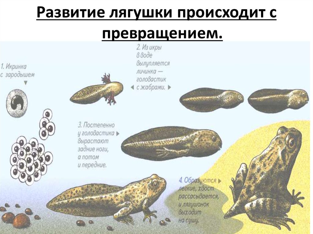 Икра головастик лягушка схема для детей