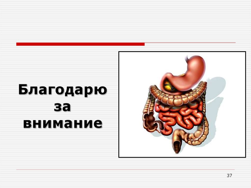 Органы внимания. Спасибо за внимание желудок. Спасибо за внимание кишечник. Спасибо за внимание ЖКТ. Спасибо за внимание жуледок.