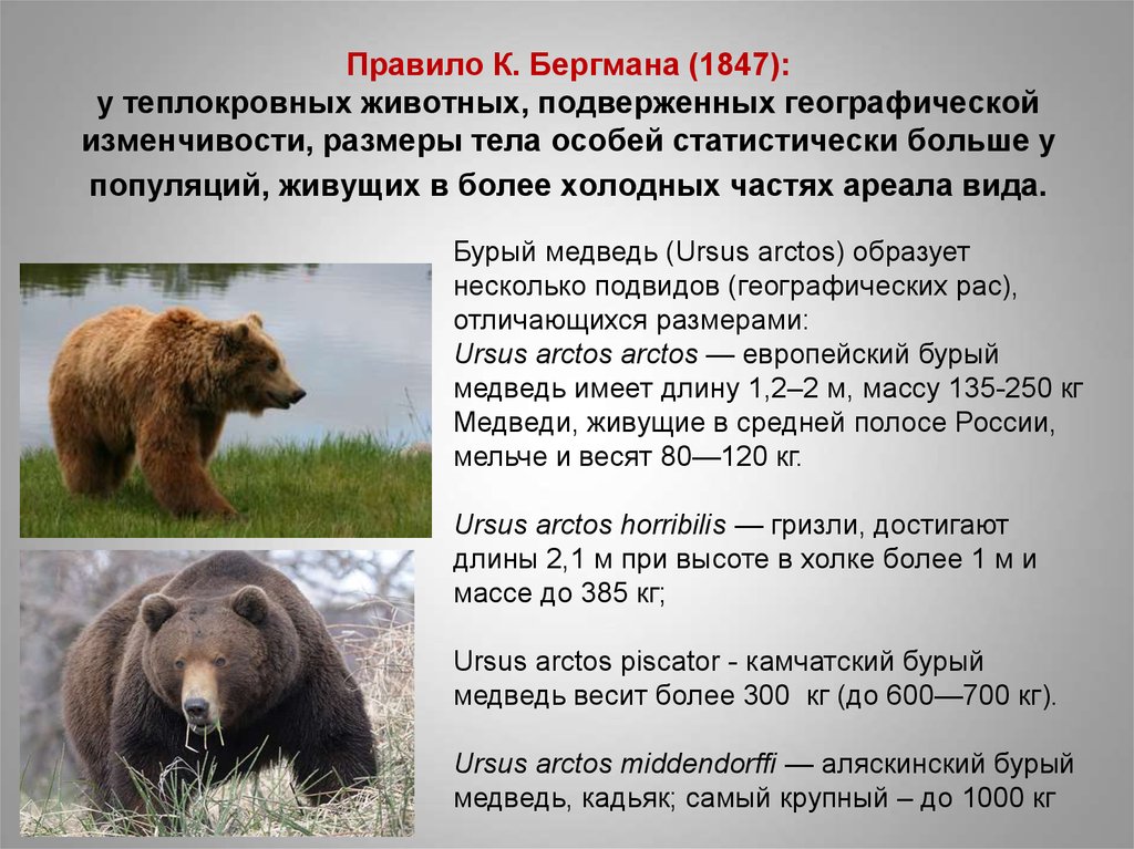 Климат бурого медведя