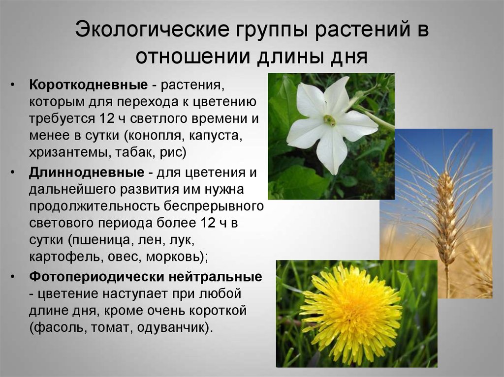 Какие цветы к отношениям. Экологические группы растений. Экологические группы растений по отношению. Растения по отношению к свету. Экологические группы растений по отношению к свету.