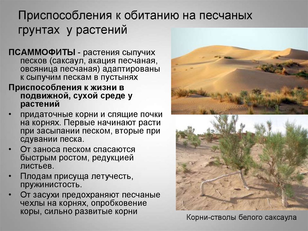Саксаул в какой природной зоне обитает. Приспособление растений в пустынях. Характерные растения в пустыне. Приспособления растений к условиям обитания. Приспособления к жизни в пустыне.